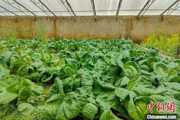 公珠湖執(zhí)勤點的大棚蔬菜，種菜是該執(zhí)勤點輪換民警們的日常?！↓埿▲P 攝