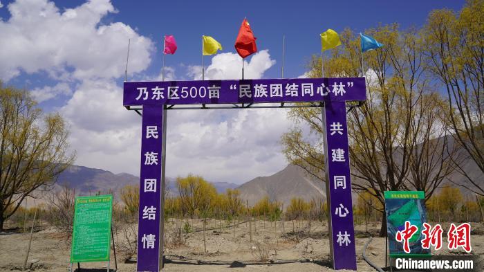 圖為“民族團(tuán)結(jié)同心林”項(xiàng)目。　乃東融媒供圖