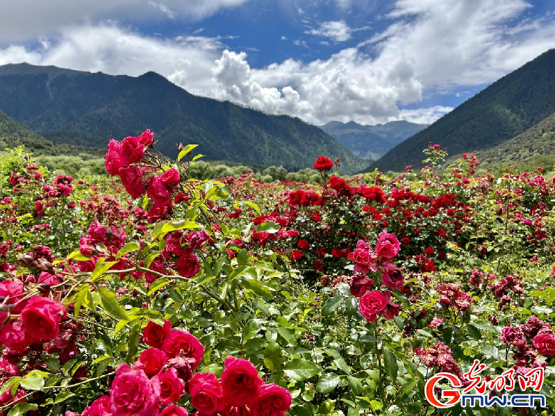 我們的家園丨【組圖】 綠水青山入畫(huà)，“金山銀山”筑起