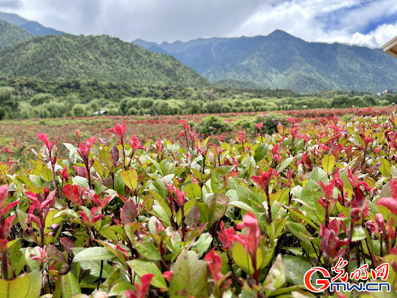 我們的家園丨【組圖】 綠水青山入畫(huà)，“金山銀山”筑起