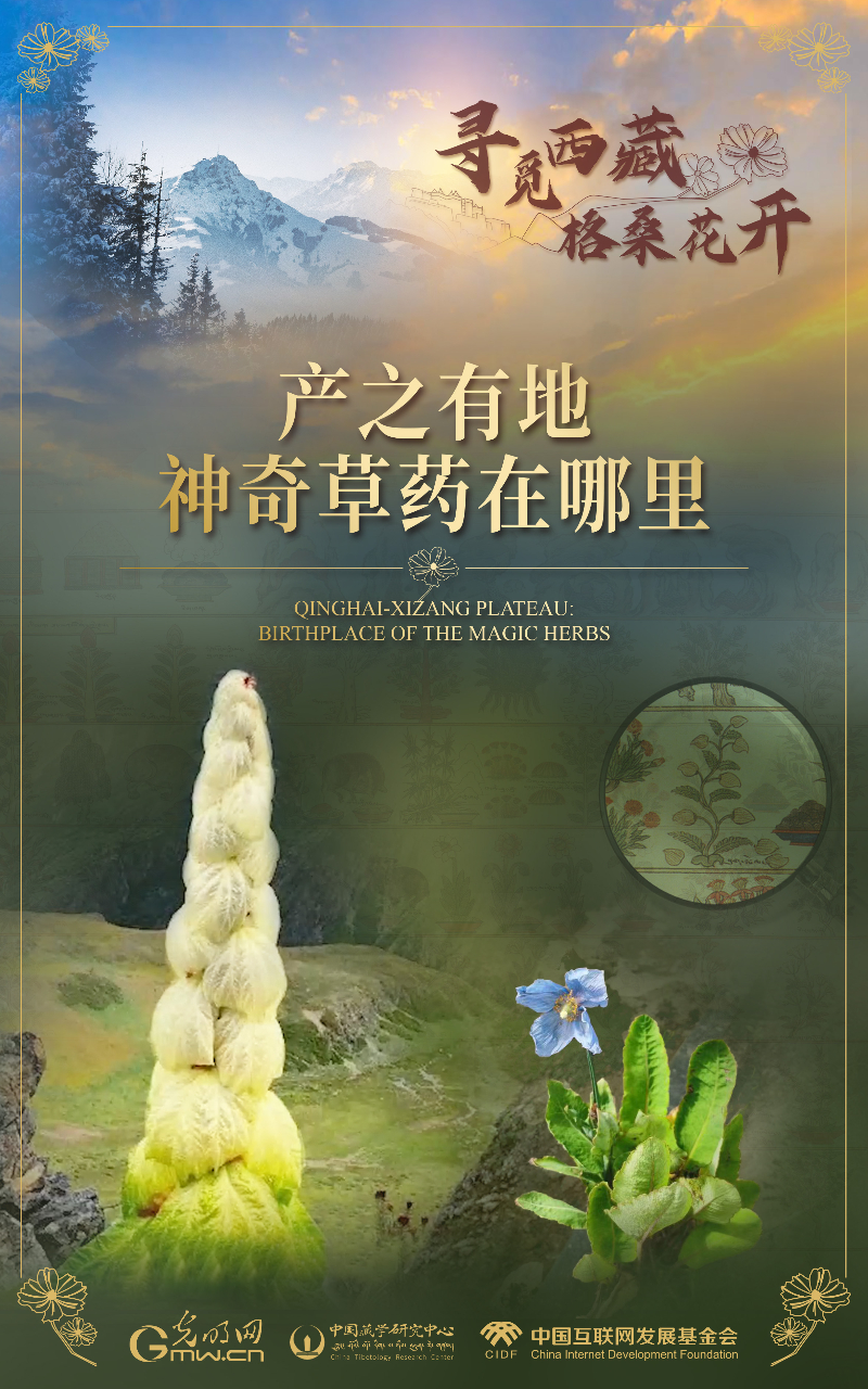 【尋覓西藏·格?；ㄩ_】產(chǎn)之有地：神奇草藥在哪里