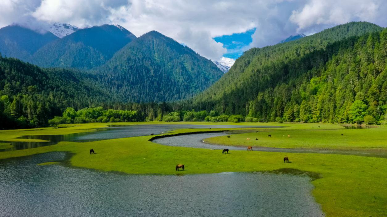 中國最美十大森林之一崗云杉林。西藏自治區(qū)旅發(fā)廳供圖