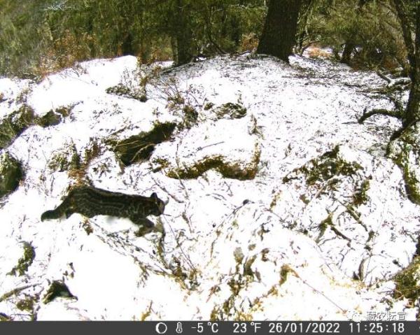 西藏色季拉山發(fā)現(xiàn)雪豹、白頰獼猴等多種珍稀野生動物