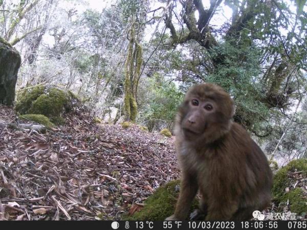 西藏色季拉山發(fā)現(xiàn)雪豹、白頰獼猴等多種珍稀野生動物