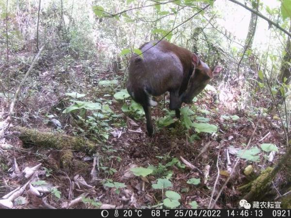 西藏色季拉山發(fā)現(xiàn)雪豹、白頰獼猴等多種珍稀野生動物