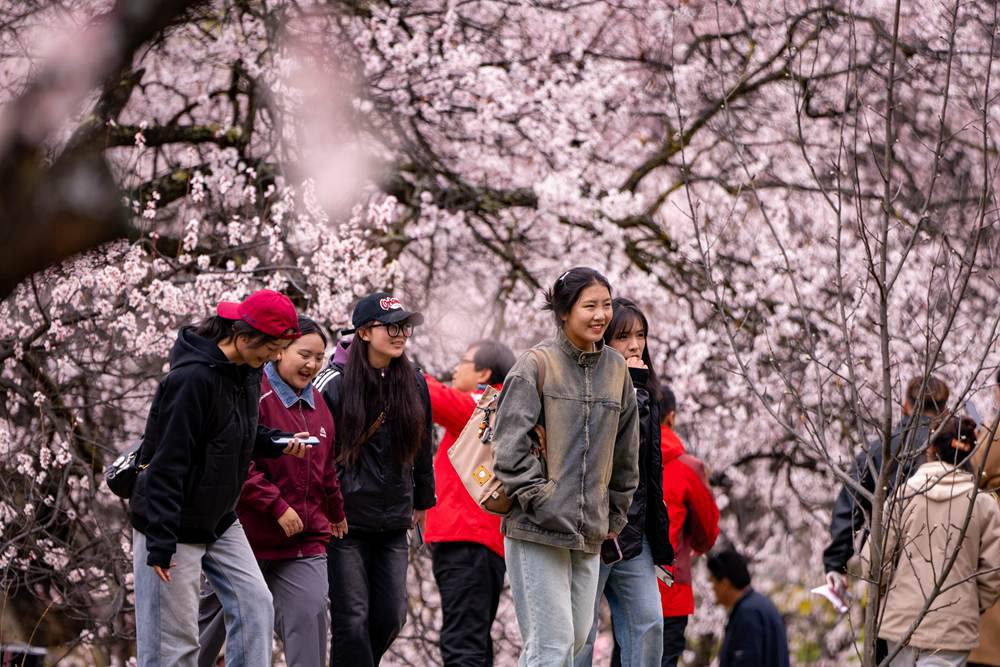 桃花盛開惹人醉，八方游客賞花來。徐馭堯攝