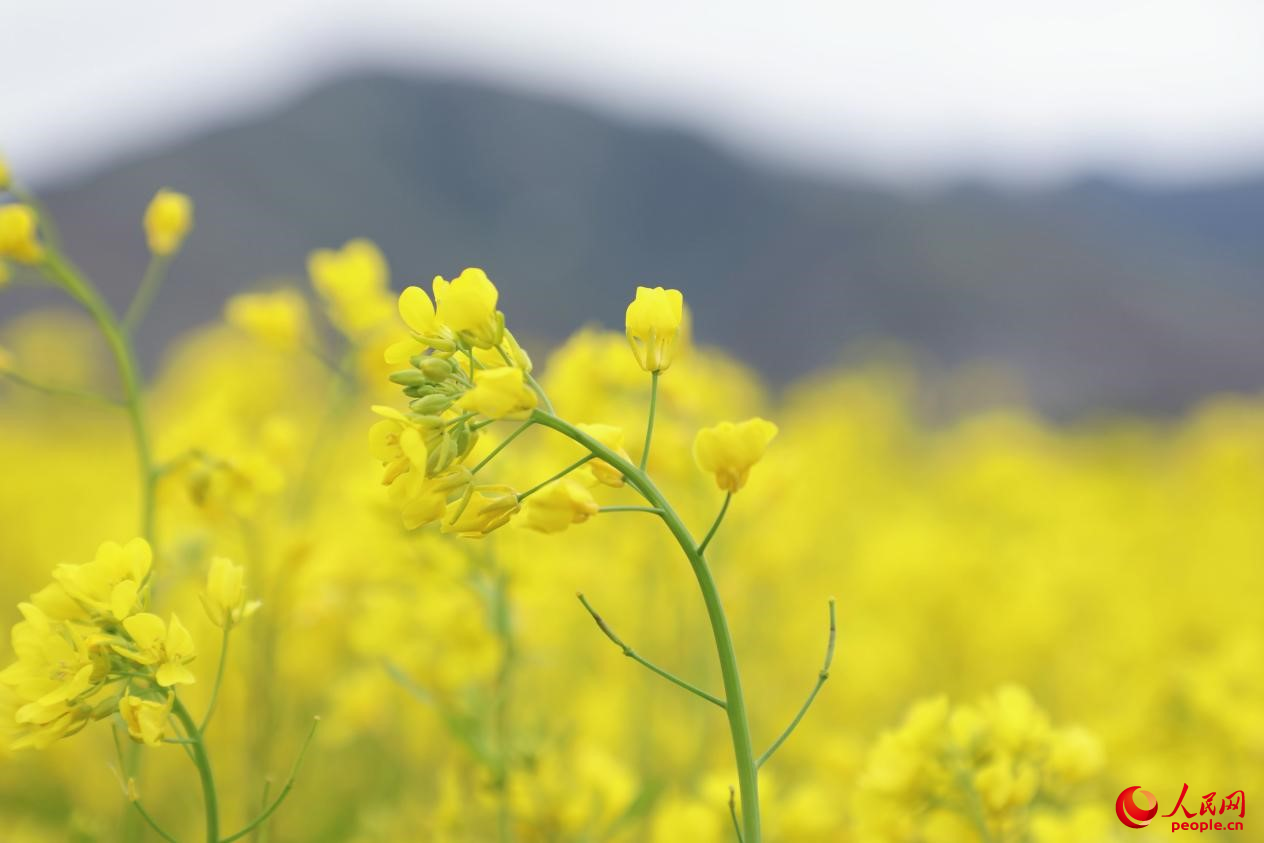金色油菜花鋪滿大地。 人民網(wǎng) 李海霞攝