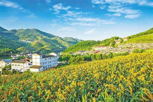 【理上網(wǎng)來o輝煌十九大】鄉(xiāng)村振興戰(zhàn)略：更綜合、全面、系統(tǒng)的發(fā)展戰(zhàn)略