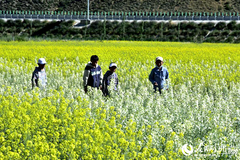 小孩在油菜花田嬉戲。人民網(wǎng) 李海霞攝