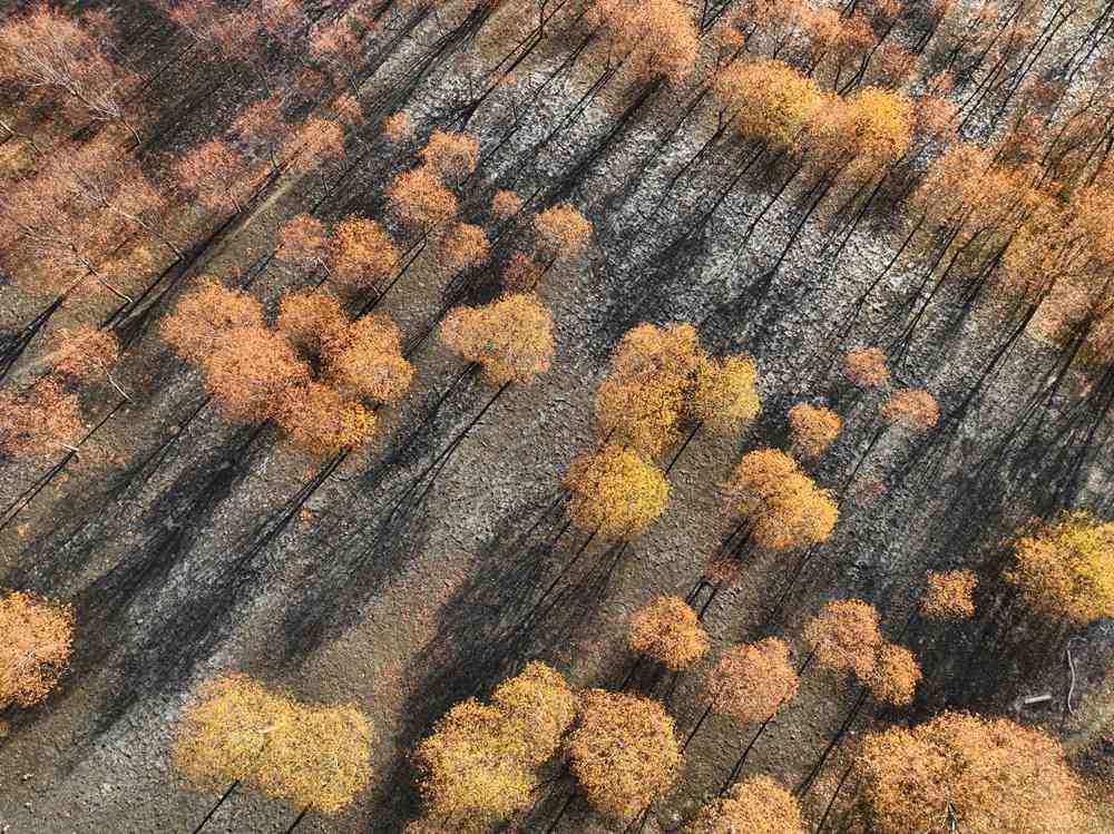 入冬時節(jié)，雅魯藏布江畔的樹林一片金黃。