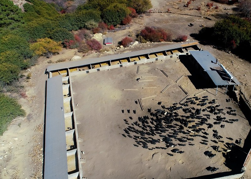 麥村藏香豬養(yǎng)殖基地。