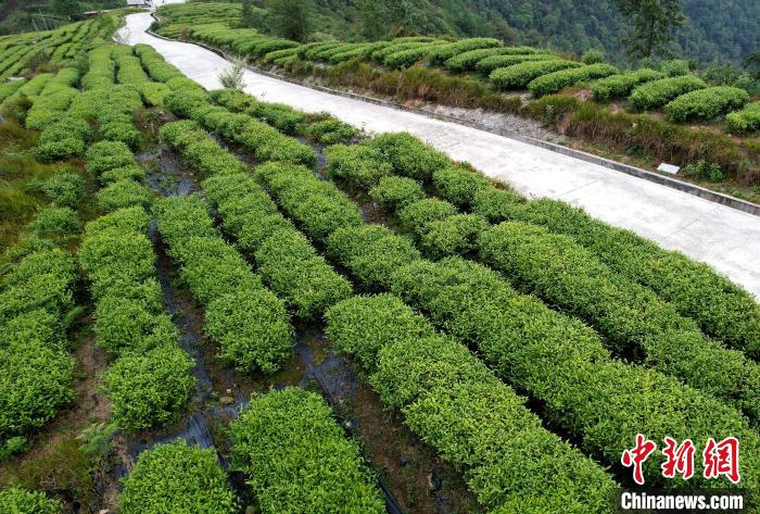 圖為西藏林芝市墨脫縣背崩鄉(xiāng)格林村山頂?shù)木坝^茶園。(無人機(jī)照片) 李林 攝